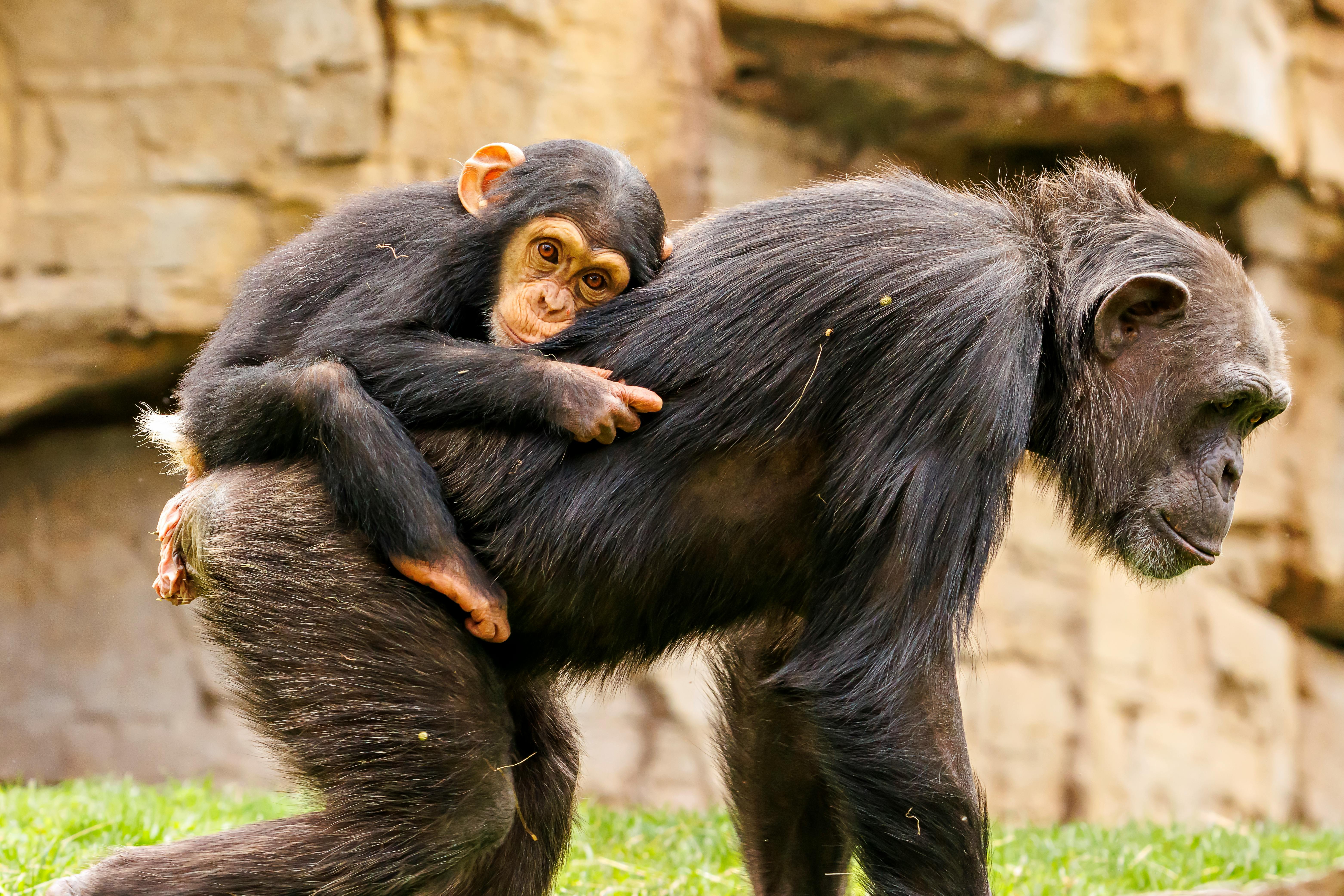 Chimpanzee in forest