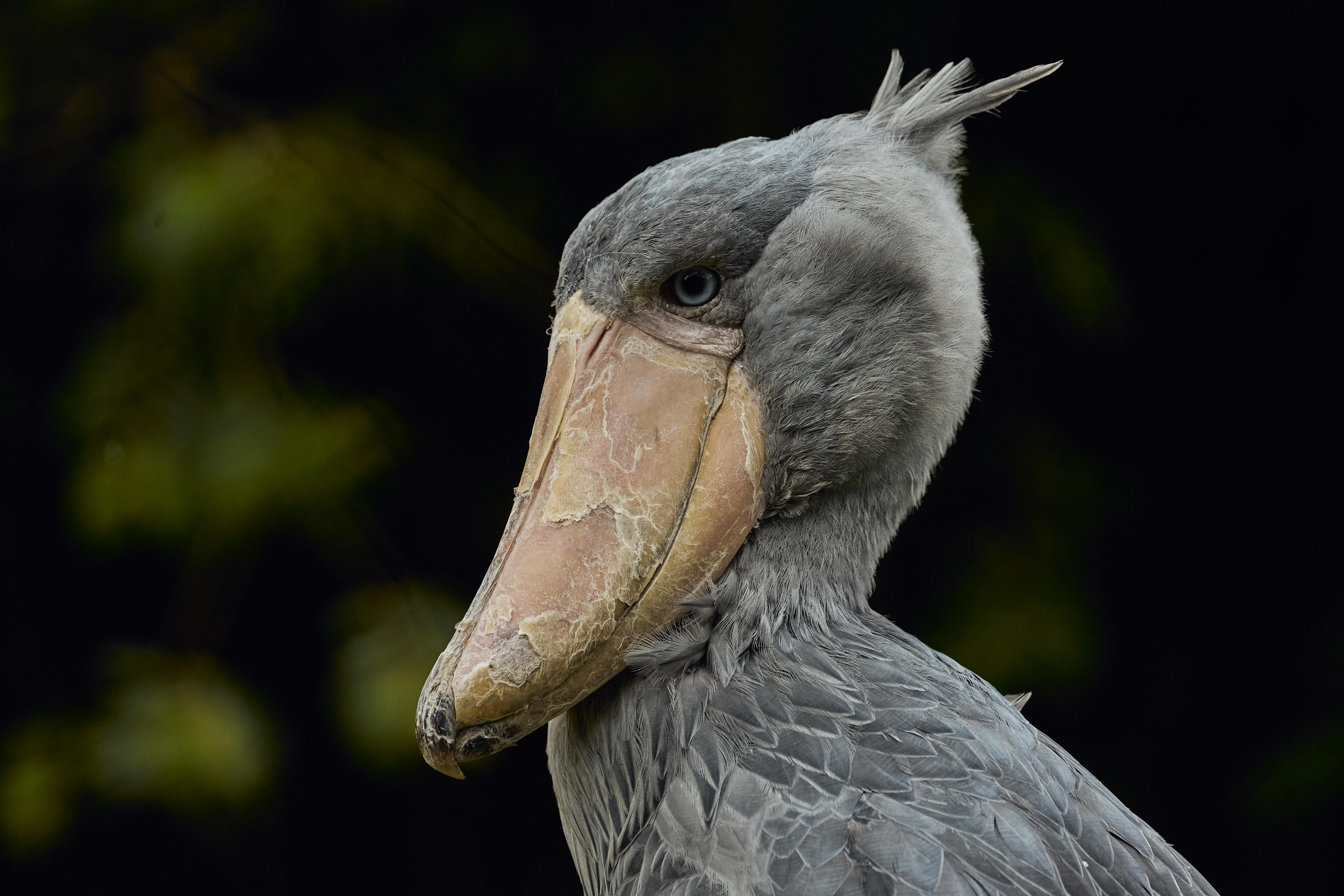 Shoebill stork