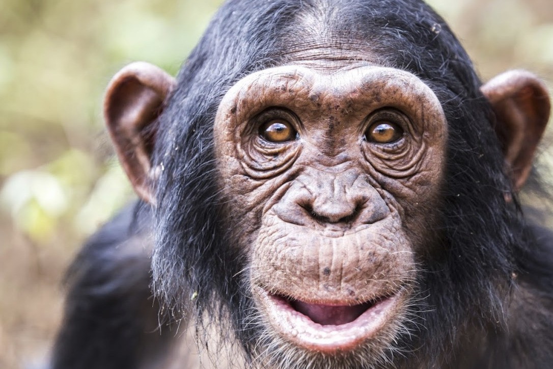 Ngamba Island Chimpanzee Sanctuary