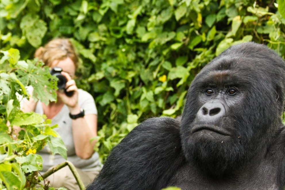 Mountain Gorilla Trekking