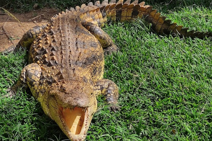 Reptile Village Entebbe