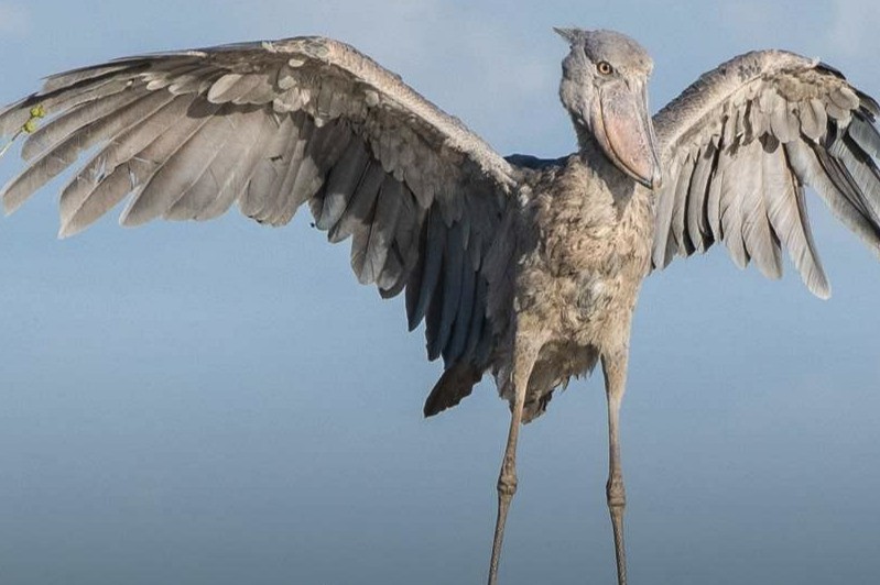 Mabamba Swamp Shoebill - Rare Prehistoric Bird